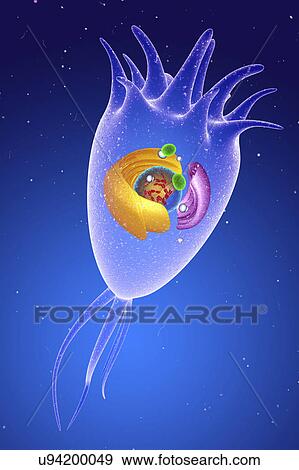 Stock Photo - Central nervous system cell, illustration. Fotosearch
