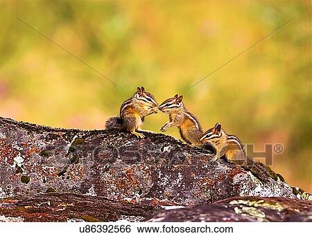 Chipmunks View Large Photo Image Stock Photograph - Chipmunks. Fotosearch