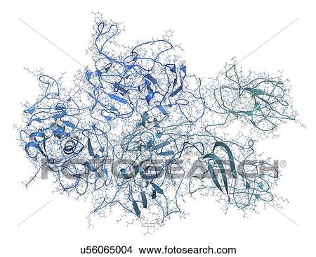 Picture - Coagulation factor VIII molecule. Fotosearch