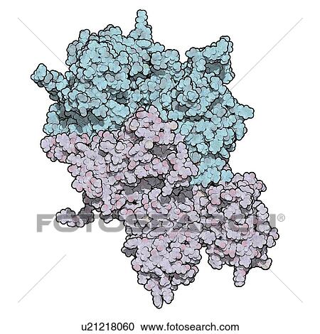 Stock Image - Coagulation factor VIII molecule. Fotosearch