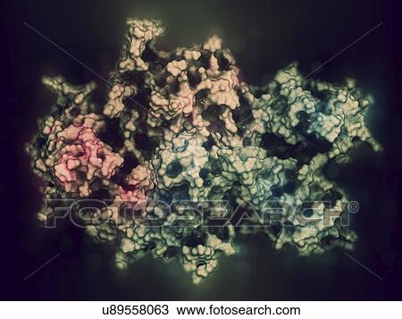 Stock Image - Coagulation factor VIII molecule. Fotosearch