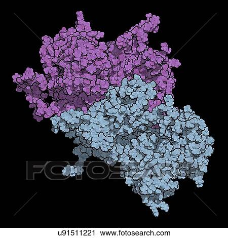 Stock Image - Coagulation factor VIII molecule. Fotosearch