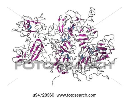 Coagulation factor VIII molecule View Large Photo Image Stock Image - Coagulation factor VIII molecule. Fotosearch