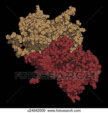 Stock Photo - Coagulation factor VIII molecule. Fotosearch