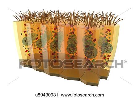 Stock Image - Columnar epithelium, illustration. Fotosearch