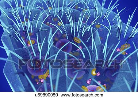 Columnar epithelium, illustration View Large Photo Image Stock Image - Columnar epithelium, illustration. Fotosearch