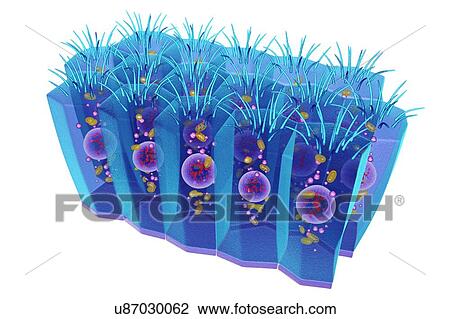 Columnar epithelium, illustration View Large Photo Image Stock Image - Columnar epithelium, illustration. Fotosearch