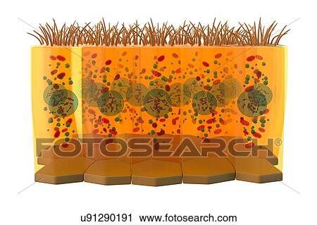 Columnar epithelium, illustration View Large Photo Image Stock Image - Columnar epithelium, illustration. Fotosearch
