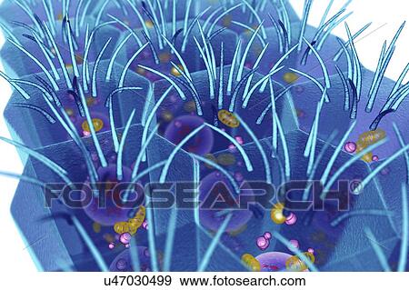 Stock Photo - Columnar epithelium, illustration. Fotosearch