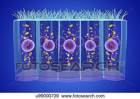 Columnar epithelium, illustration View Large Photo Image Stock Photo - Columnar epithelium, illustration. Fotosearch