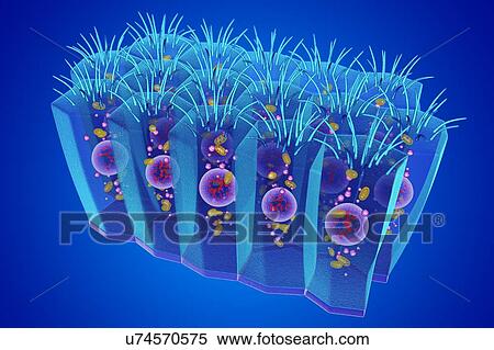 Stock Photography - Columnar epithelium, illustration. Fotosearch
