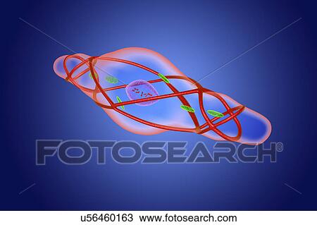 Stock Image - Contracted smooth muscle cell, illustration. Fotosearch