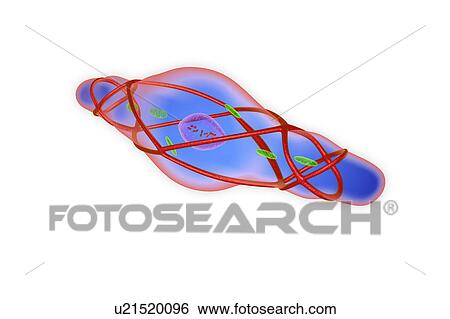 Contracted smooth muscle cell, illustration View Large Photo Image Stock Photograph - Contracted smooth muscle cell, illustration. Fotosearch