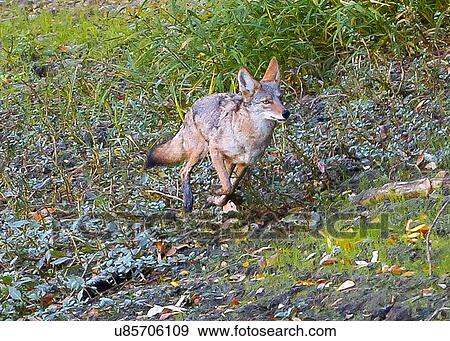 Stock Photo - Coyote. Fotosearch