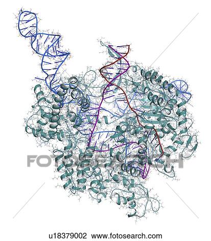 CRISPR-CAS9 gene editing complex View Large Photo Image Stock Image - CRISPR-CAS9 gene editing complex. Fotosearch