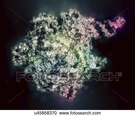 Stock Image - CRISPR-CAS9 gene editing complex. Fotosearch