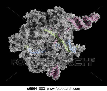 CRISPR-CAS9 gene editing complex View Large Photo Image Stock Image - CRISPR-CAS9 gene editing complex. Fotosearch