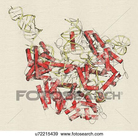 CRISPR-CAS9 gene editing complex View Large Photo Image Stock Photo - CRISPR-CAS9 gene editing complex. Fotosearch