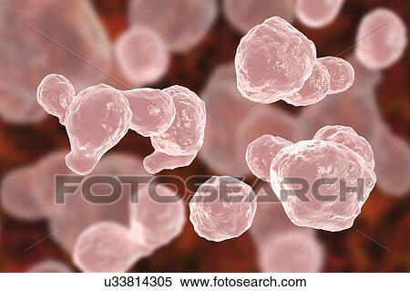 Cryptococcus neoformans fungus, illustration View Large Photo Image Stock Photography - Cryptococcus neoformans fungus, illustration. Fotosearch