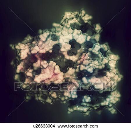 CYP2D6 liver enzyme molecule View Large Photo Image Picture - CYP2D6 liver enzyme molecule. Fotosearch
