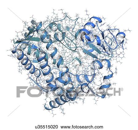 CYP2D6 liver enzyme molecule View Large Photo Image Stock Image - CYP2D6 liver enzyme molecule. Fotosearch