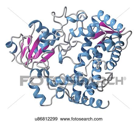 Stock Photo - CYP2D6 liver enzyme molecule. Fotosearch