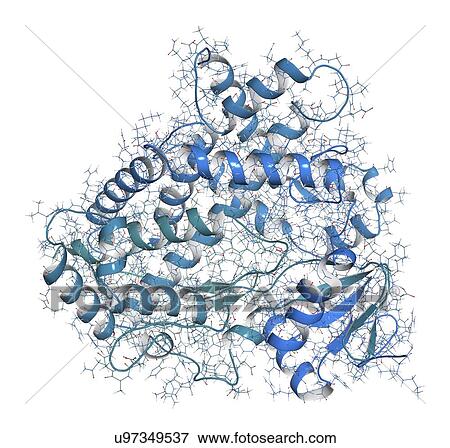 Stock Photo - CYP2D6 liver enzyme molecule. Fotosearch