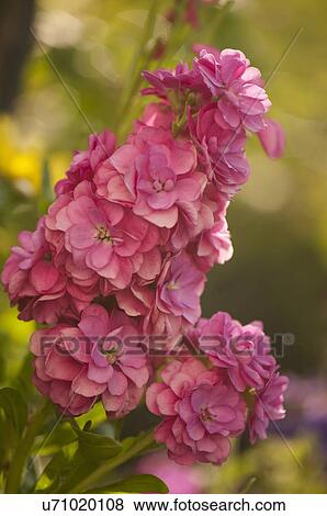 Stock Photo - Dark rose pink stock flower. Fotosearch