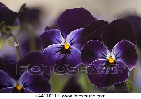 Dark Violet Blue Pansies View Large Photo Image Stock Image - Dark Violet Blue Pansies. Fotosearch