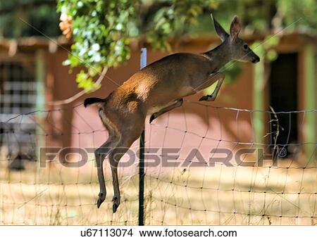Picture - Deer. Fotosearch