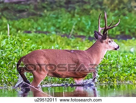 Stock Image - Deer. Fotosearch