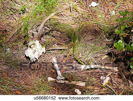 Stock Image - Deer. Fotosearch