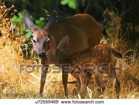 Stock Photo - Deer. Fotosearch