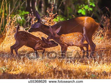 Stock Photograph - Deer. Fotosearch