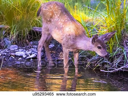 Stock Photography - Deer. Fotosearch