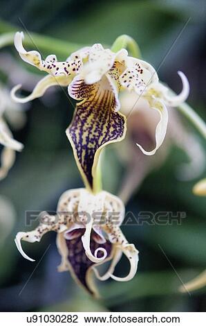 Stock Image - Dendrobium alexandrae. Fotosearch