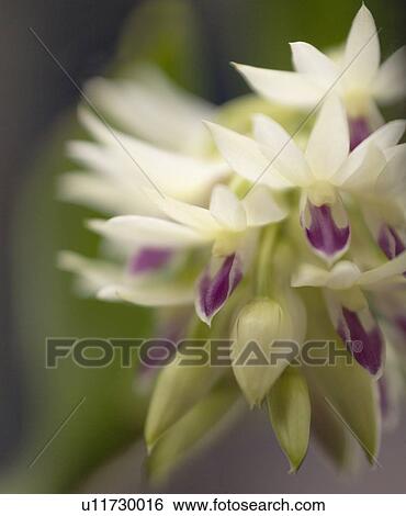 Stock Photograph - Dendrobium amethystoglossum orchid. Fotosearch