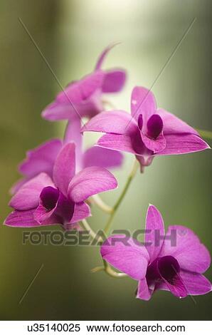 Stock Photography - Dendrobium bigibbum var compactum 'harford'. Fotosearch