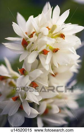 Stock Photography - Dendrobium bracteosum 'white cloud'. Fotosearch