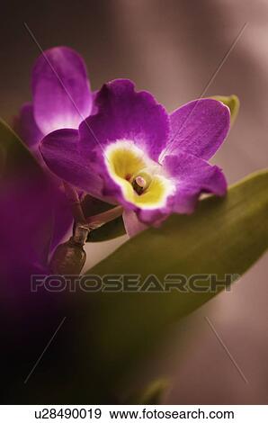 Stock Photo - Dendrobium comet king 'akatsuki'. Fotosearch