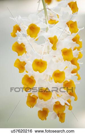 Dendrobium farmeri View Large Photo Image Stock Photograph - Dendrobium farmeri. Fotosearch
