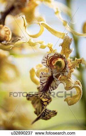 Stock Photo - Dendrobium spectabile. Fotosearch
