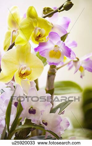 Stock Image - Dendronium nobile and phalaenopsis orchids. Fotosearch