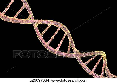 DNA molecule, artwork View Large Photo Image Picture - DNA molecule, artwork. Fotosearch