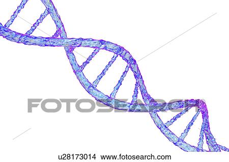 Picture - DNA molecule, artwork. Fotosearch