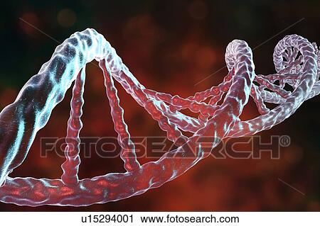 DNA molecule, artwork View Large Photo Image Stock Image - DNA molecule, artwork. Fotosearch