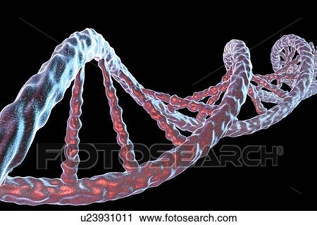 Stock Image - DNA molecule, artwork. Fotosearch