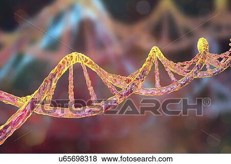 Stock Photo - DNA molecule, artwork. Fotosearch