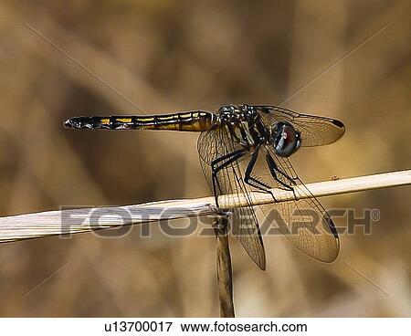 Dragonfly View Large Photo Image Stock Photo - Dragonfly. Fotosearch