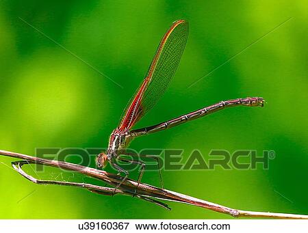 Stock Photo - Dragonfly. Fotosearch